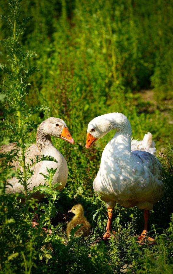 Arca Dos Animais - Farming & Spa Castelo Branco  Eksteriør bilde