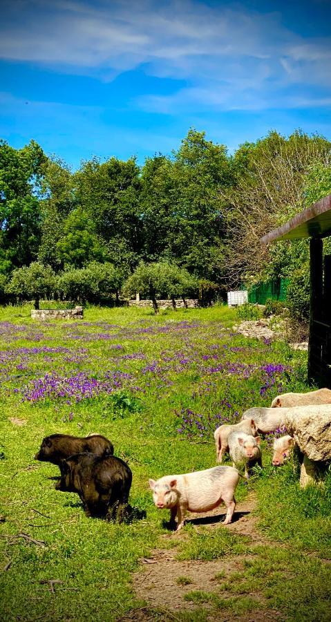 Arca Dos Animais - Farming & Spa Castelo Branco  Eksteriør bilde