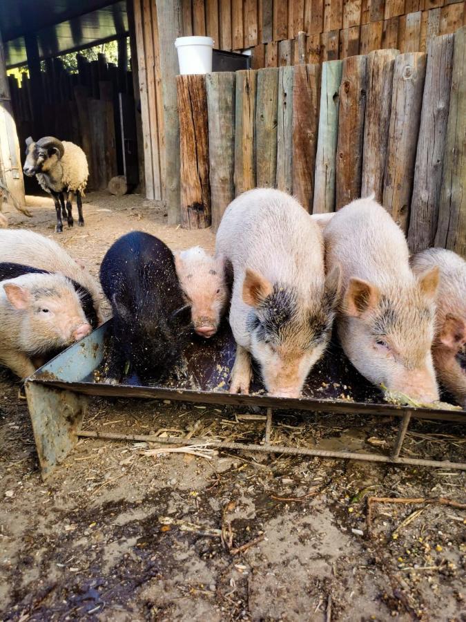 Arca Dos Animais - Farming & Spa Castelo Branco  Eksteriør bilde