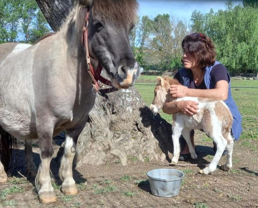 Arca Dos Animais - Farming & Spa Castelo Branco  Eksteriør bilde