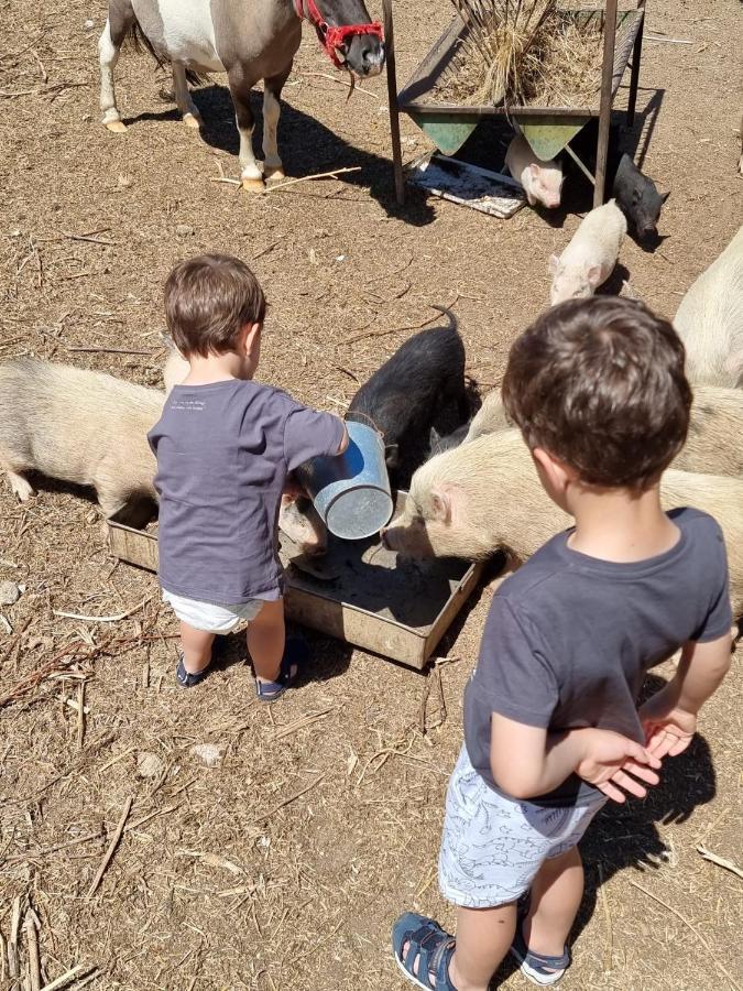 Arca Dos Animais - Farming & Spa Castelo Branco  Eksteriør bilde