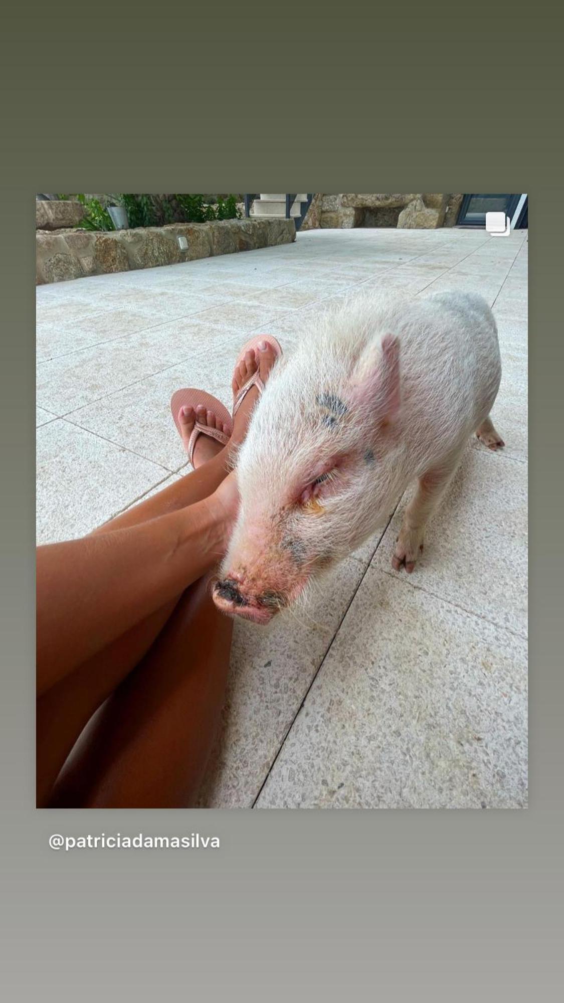 Arca Dos Animais - Farming & Spa Castelo Branco  Eksteriør bilde